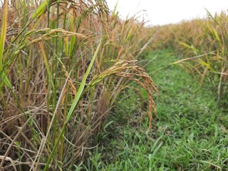 The land of ripe paddy. Golden paddy. ripe rice field.
