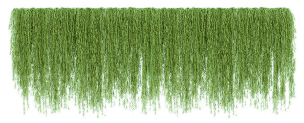 Ivy green with leaf or a trail of realistic ivy leaves. Png transparency