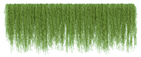 Ivy green with leaf or a trail of realistic ivy leaves. Png transparency