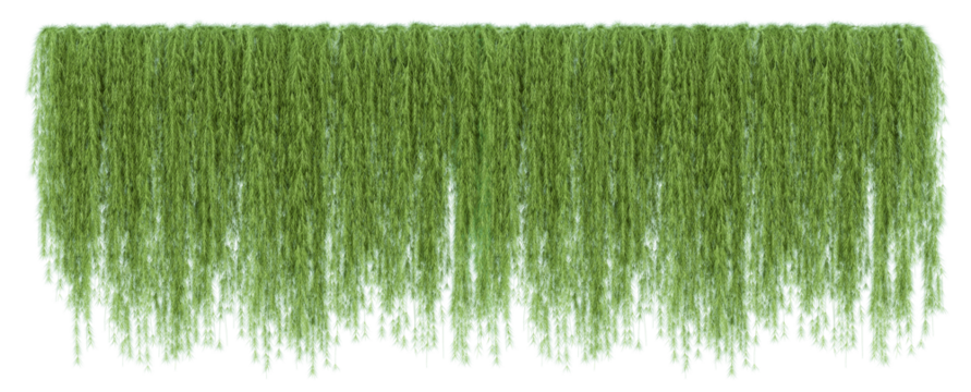 Ivy green with leaf or a trail of realistic ivy leaves. Png transparency
