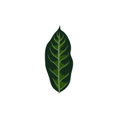 MONSTERA PLANTS ILLUSTRATION