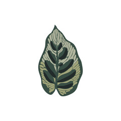 MONSTERA PLANTS ILLUSTRATION