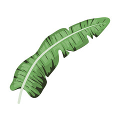 MONSTERA PLANTS ILLUSTRATION