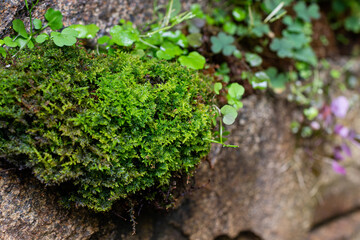 green moss on the stone. Hypnum cupressiforme