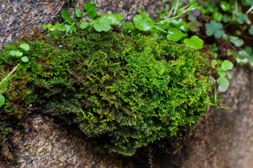 green moss on the stone. Hypnum cupressiforme