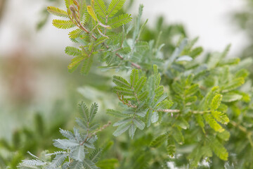 Plants that need a lot of sunlight and wind, Acacia baileyana purpurea.