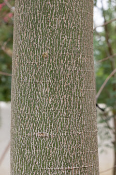 Tree trunk texture of the Australian tropical plant Brachychiton rupestris. aka bottle tree