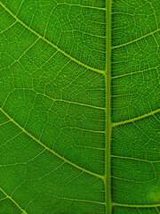 Green Leaf Texture