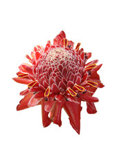 red dahlia isolated on white