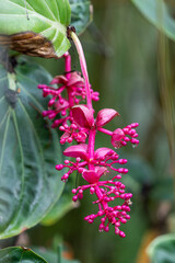 Medinilla magnifica with unusual leaves and flowers. Rose grape, Pink lantern, Showy medinilla, Malaysian orchid.