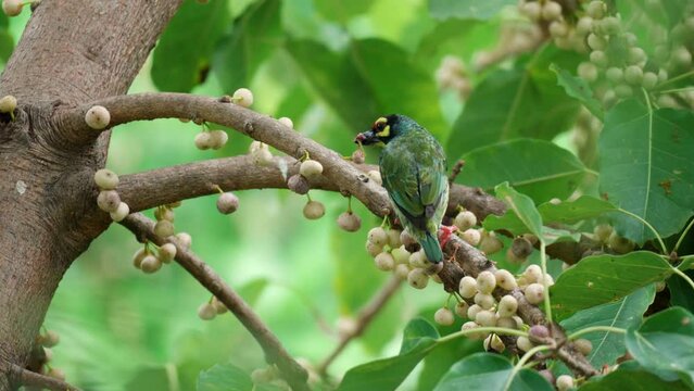 Coppersmith Barbet Bird Eating Syconus Fruit Perched on Sea Fig Tree Branch And Flying Away. Psilopogon haemacephalus or crimson-breasted feeding on deciduous fig And Descend in Slow Motion - closeup