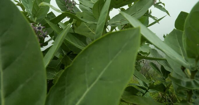 Slow motion reveal shot of the teletubbies hills on bali during fog with tracking shot through the plants in nature