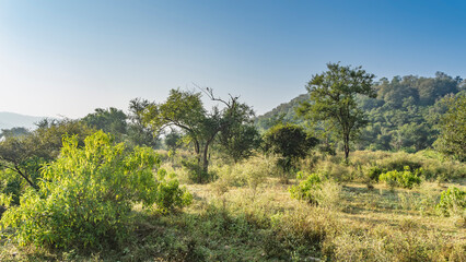 Sunny morning in the jungle. The green grass in the clearing, bushes, trees are illuminated by the sun. A hill against the blue sky. Sariska National Park. India. © Вера 