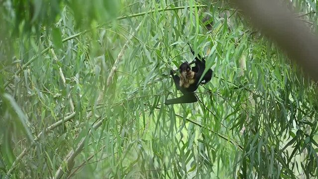 Megachiroptera  the Fruit bat going to Fly from Tree