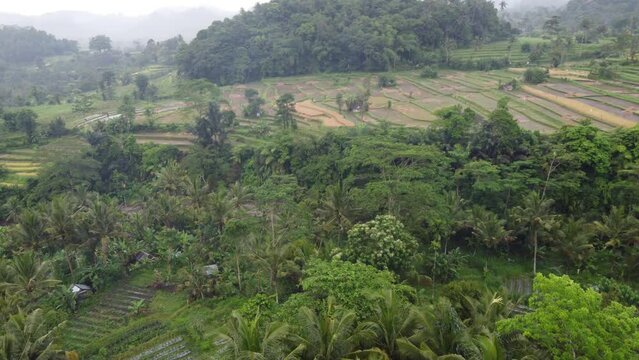 Balinese villager Houses and Farms among Palm Trees, green Terraces and tropical Hills overlaid with misty lush rainforest on a rainy day in Sideman, Bali island, Indonesia .Aerial