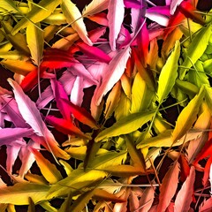 using illustration art, colorful with bright colors feathers like leaves pattern on background