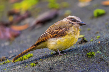Golden-crowned flycatcher	