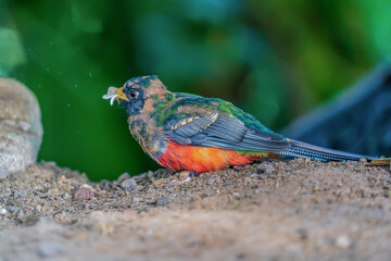 A juvenile male Masked trogon