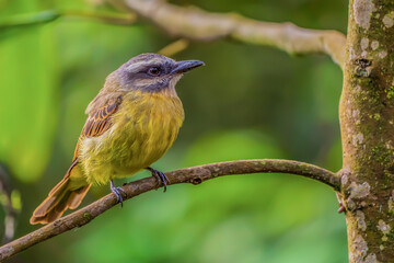 golden-crowned flycatcher on branch
