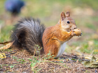 Autumn squirrel with nut sits on green grass with fallen yellow leaves