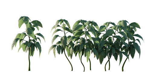 Obraz premium isolated bushes basil plant, best use for landscape designer, best use for post pro render.