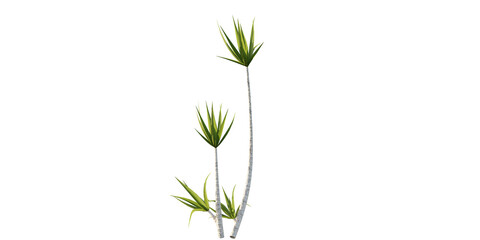 isolated dracaena plant, best use for landscape designer, best use for post pro render.