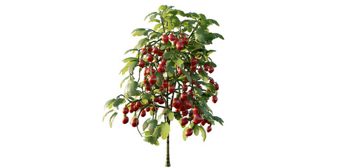 Isolated tomato tree, best use for landscape design, best use for architecture visualization. 