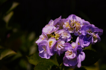 あじさい　アジサイ　紫陽花　hydrangea　hortensi