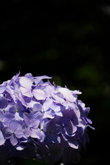 あじさい　アジサイ　紫陽花　hydrangea　hortensi
