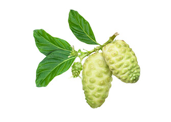 Noni fruit isolated on white