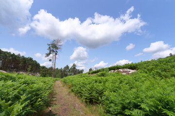 Fototapete bei efototapeten.de bestellen   