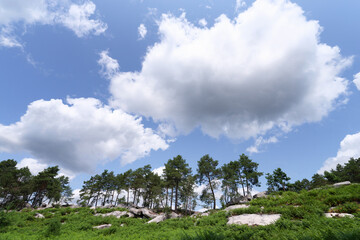 Fototapeta na wymiar The wolf path in Fontainebleau forest