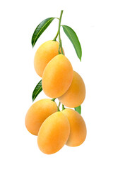 Marian plum with green leaves on tree branch isolated on white background.