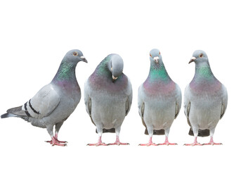variety post of homing pigeon standing straigh isolate white background - 615660671