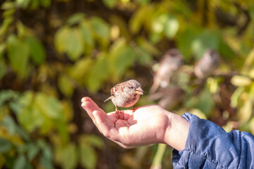 The boy feeds the birds with seeds from his hand. Sparrow eats seeds from the boy's hand