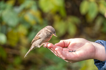 The boy feeds the birds with seeds from his hand. Sparrow eats seeds from the boy's hand