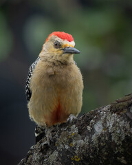 Melanerpes rubricapillus