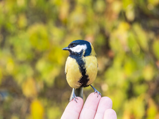 A tit sits on a man's hand and eats seeds.