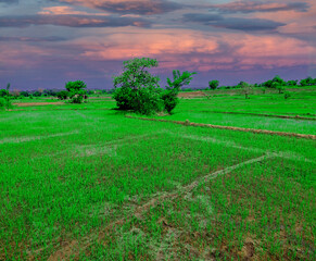 green field and sky