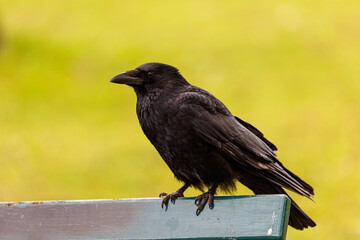 Crow on wooden bench in a park
