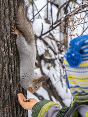 A little child in winter feeds a squirrel with a nut.