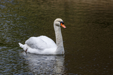 Obraz premium White mute swan swim in lake