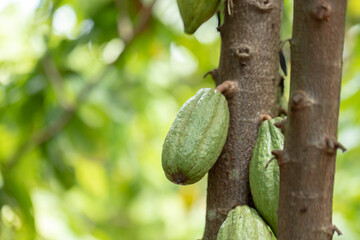 Cacao Tree (Theobroma cacao). Organic cocoa fruit pods in nature.