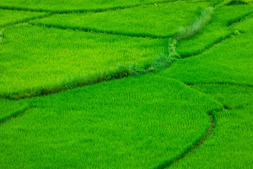 top view Terraced rice field at Chiangmai Northern Thailand
