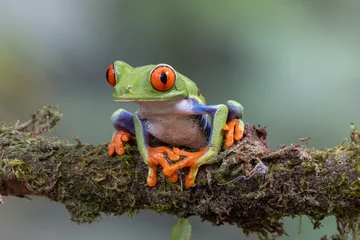 Deurstickers a close front view of a red-eyed tree frog facing left on a branch © chris