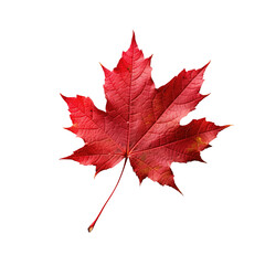 maple leaf isolated on white created with Generative AI