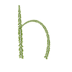 zeredao43 alphabet h