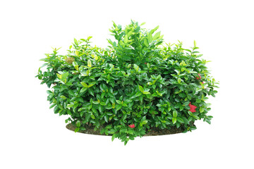 Ixora Red needle flower. (png) Ornamental plants and evergreen shrubs (shrubs) square shape. For...