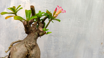 Mini bonsai of a flowering frangipani tree against a wall background