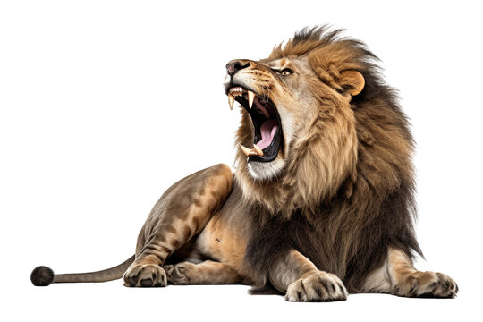 Lion Roaring looking regal isolated on white transparent background , PNG file , Created with Generative Ai Technology